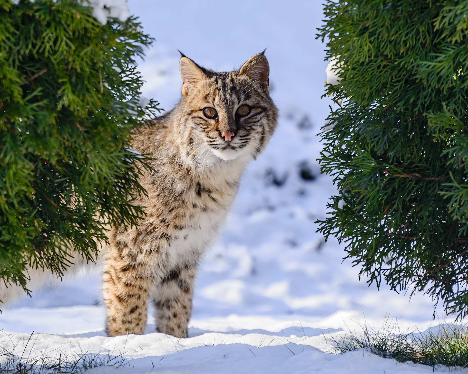 DTGD40286 Backyard Bobcat