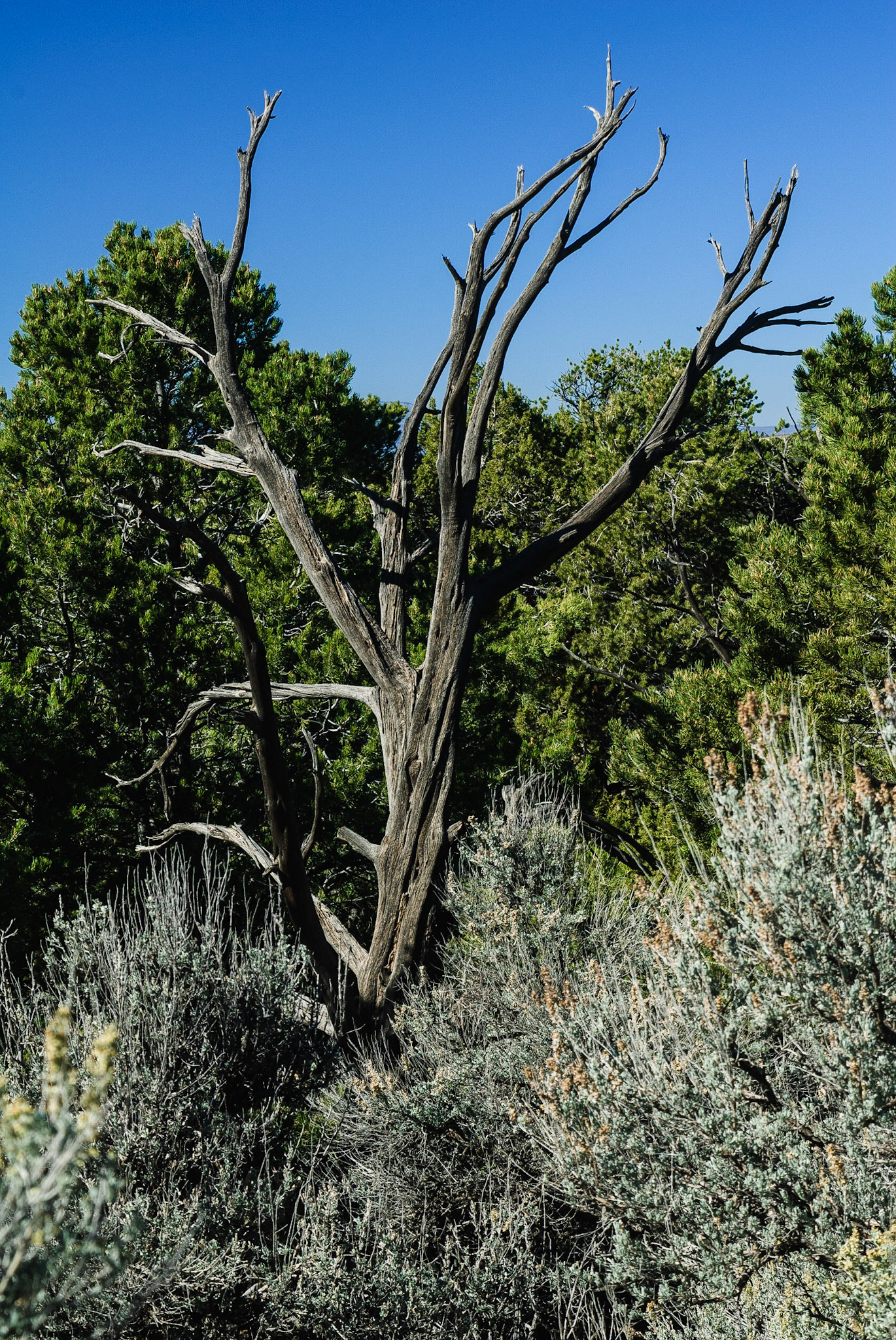 DTGD09262 Old Dead Tree, Lowry Pueblo