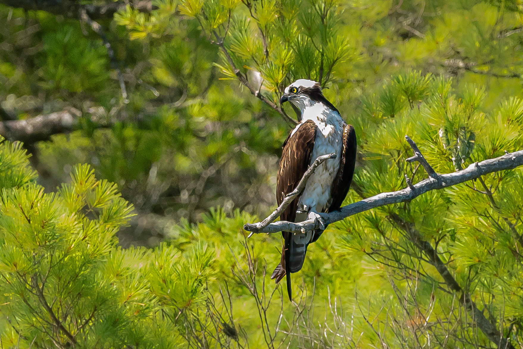 DTGD36145-Osprey