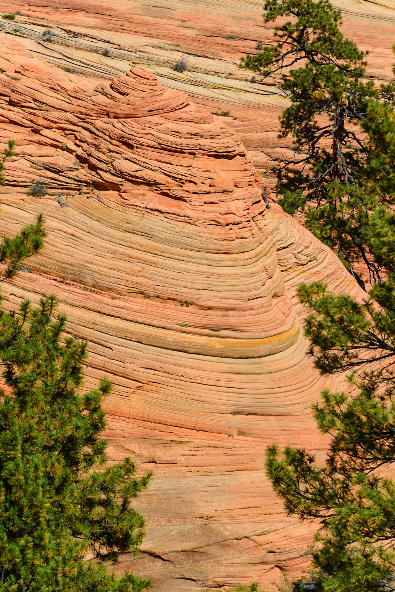 DTGD22281 Patterns and textures of the sand stone rocks of Zion Nat'l Park