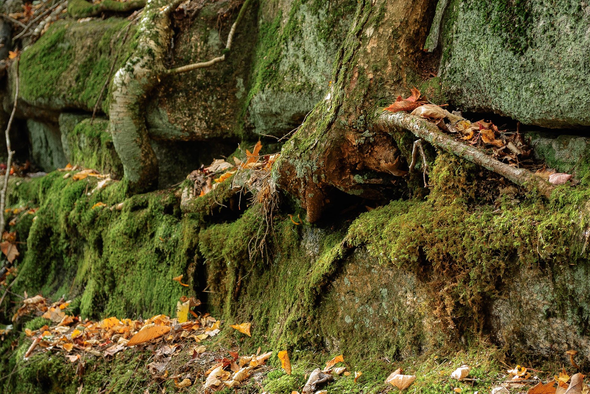 DTGD08558 Trees Hanging on for Life