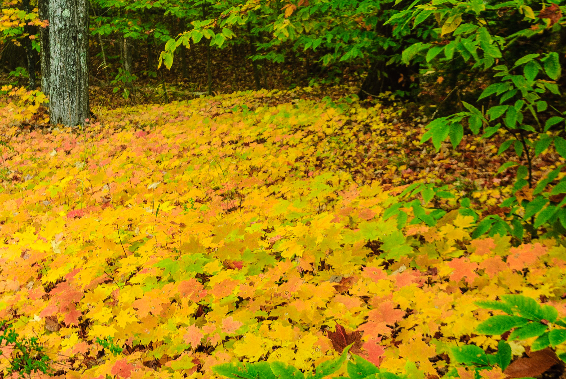 DTGD13156 A Bed of Maple Leaves
