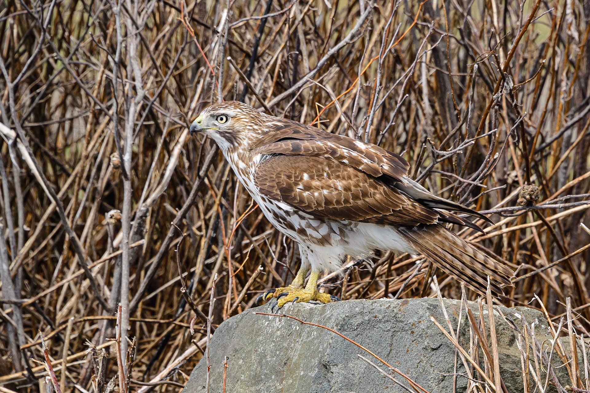 DTGD34208-Broad Winged Hawk