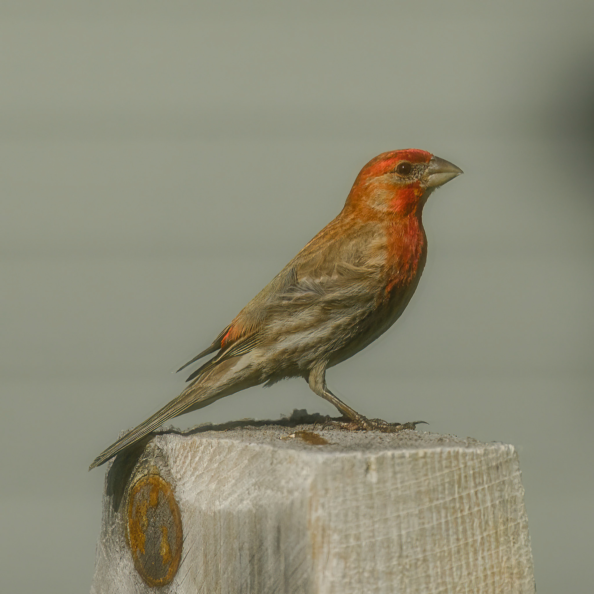 DTGD38124-Male House Finch