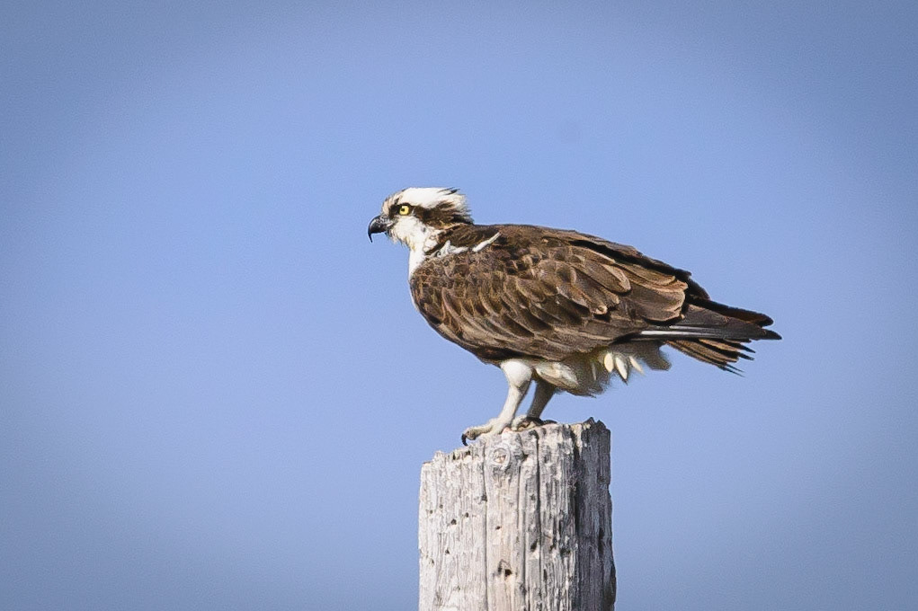 DTGD30601-Osprey