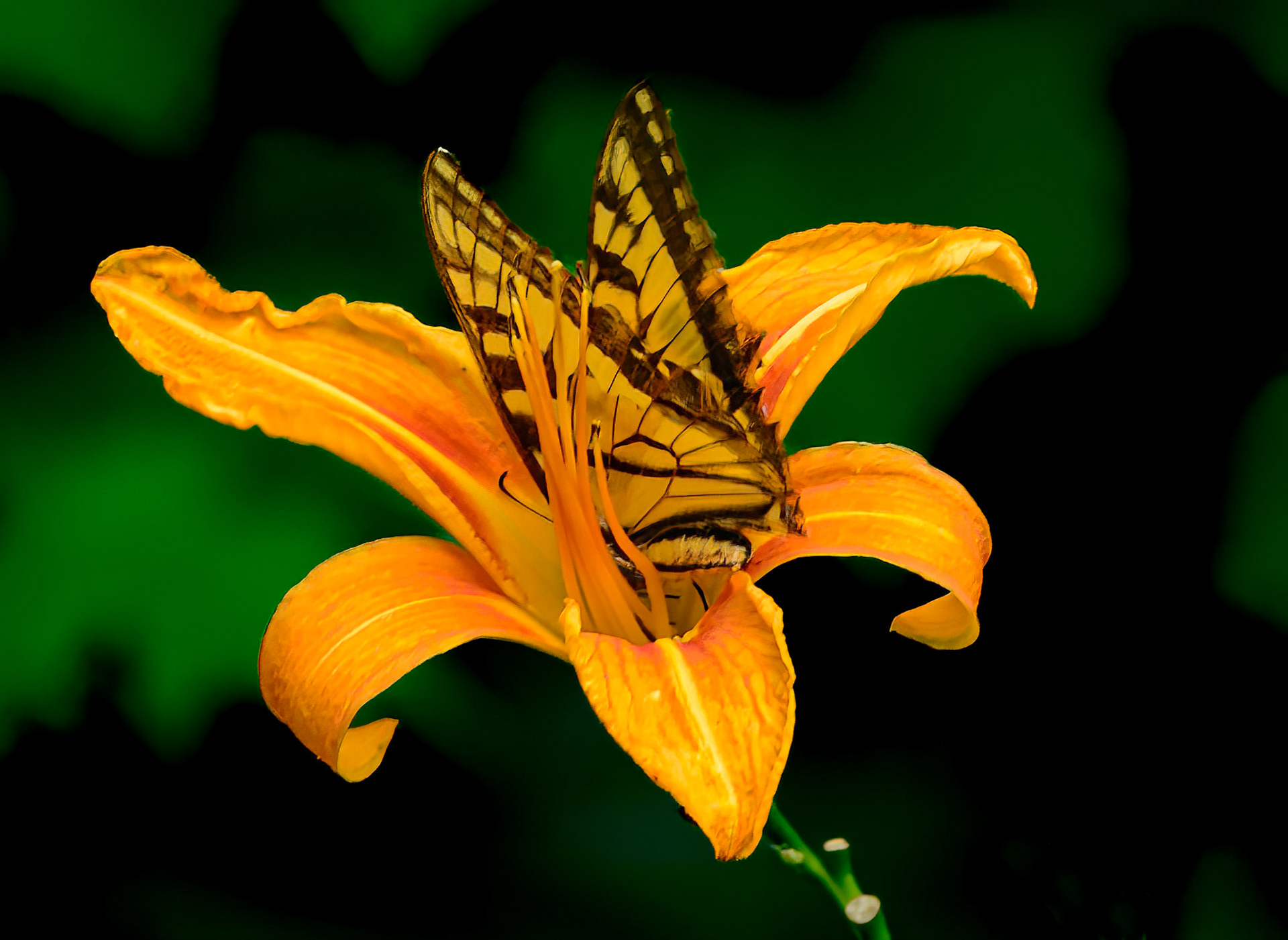 DTGD28803 Butterfly &amp; Day Lily