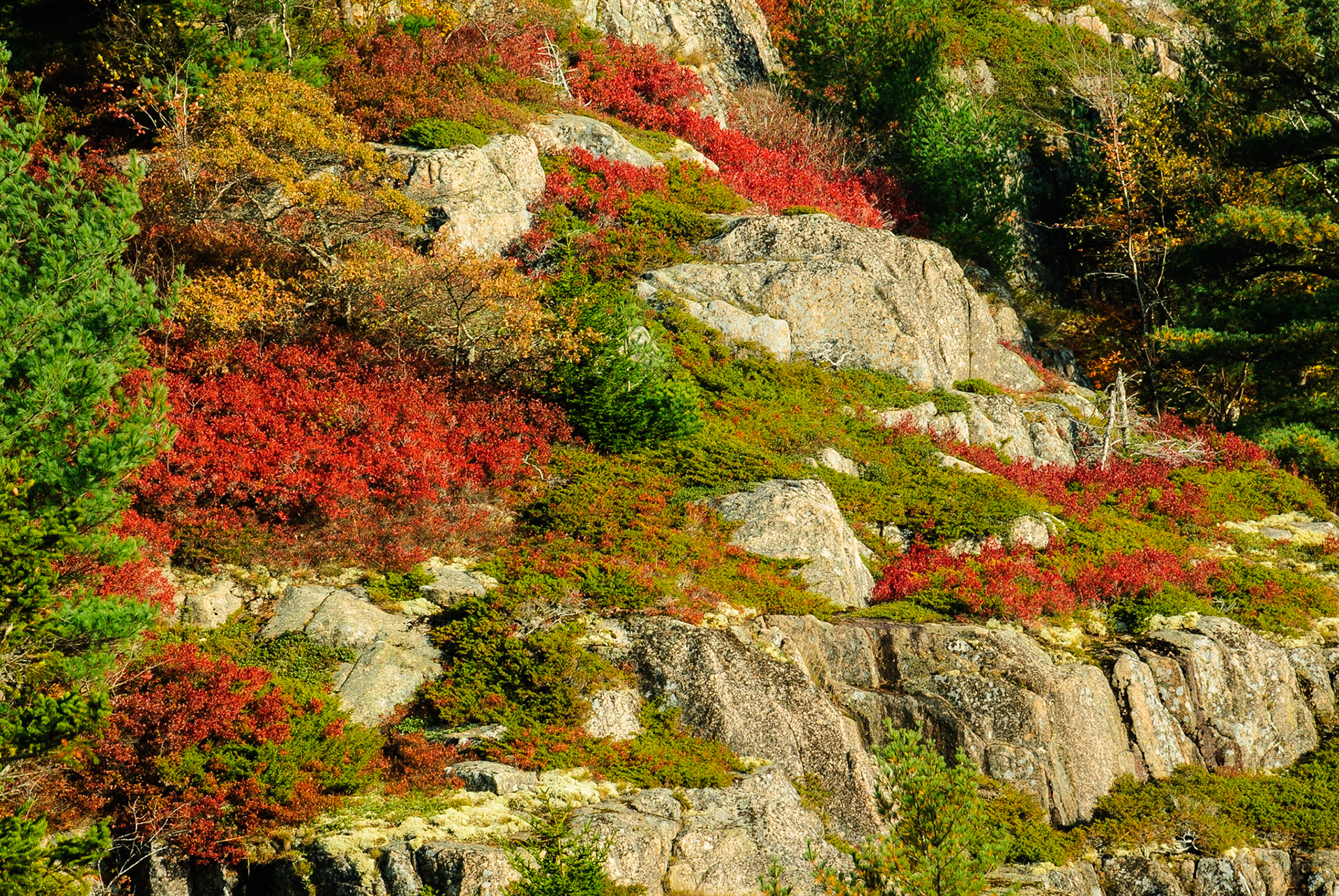 DTGD13807 Autumn on Beech Mountain, Acadia Nat'l Park