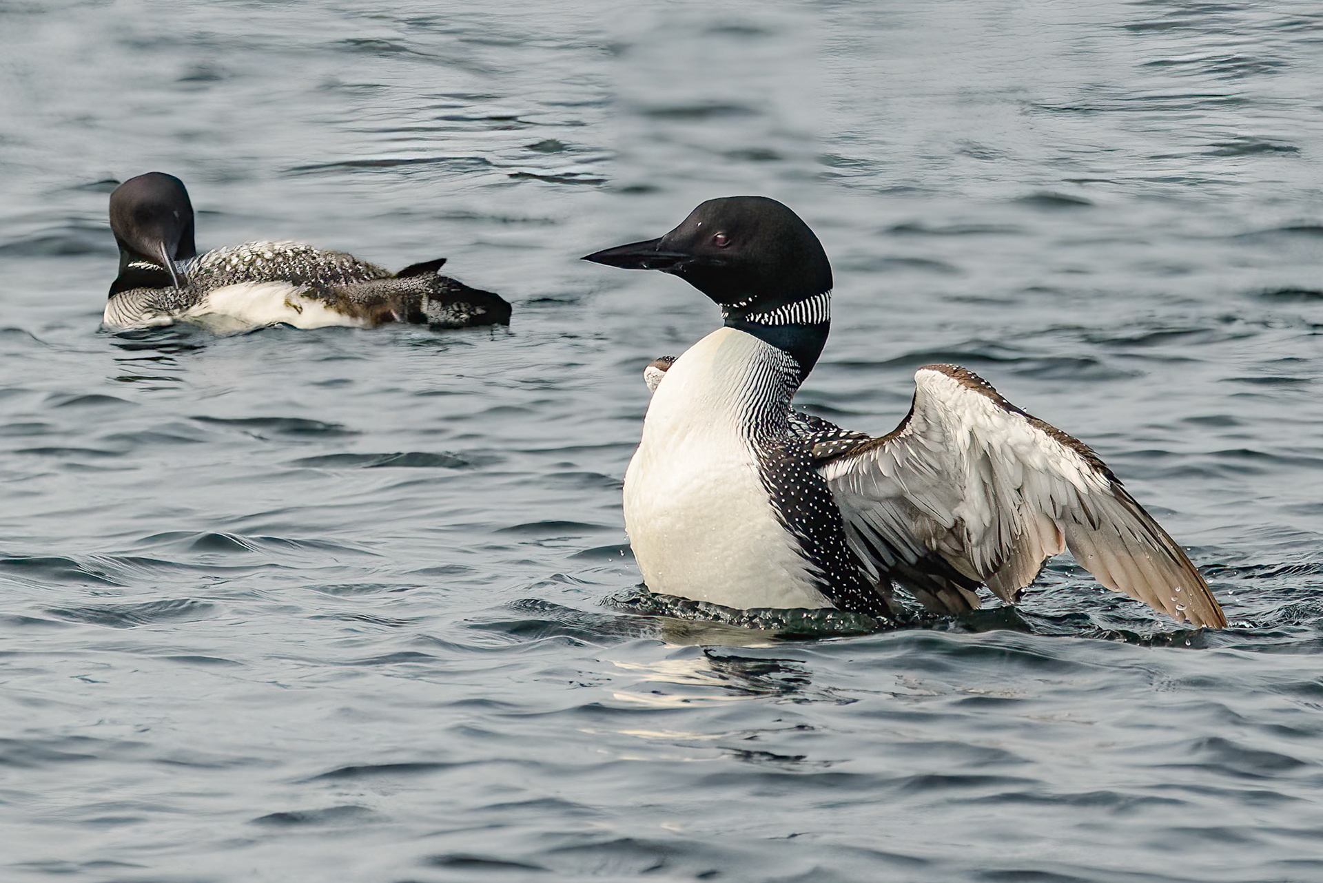 DTGD39933 Loon on Winnipesaukee