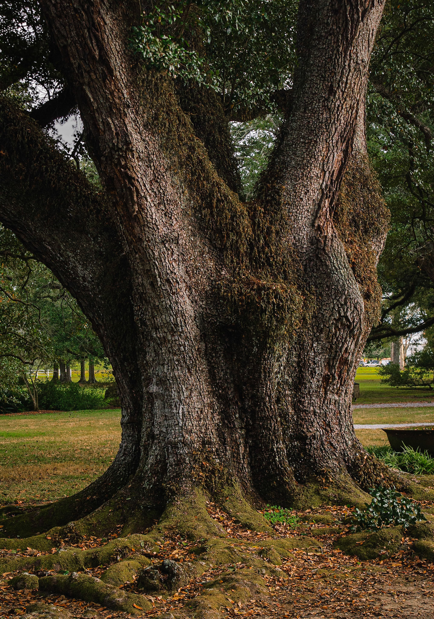300 Year Old Live Oak, Oak Alley Plantation