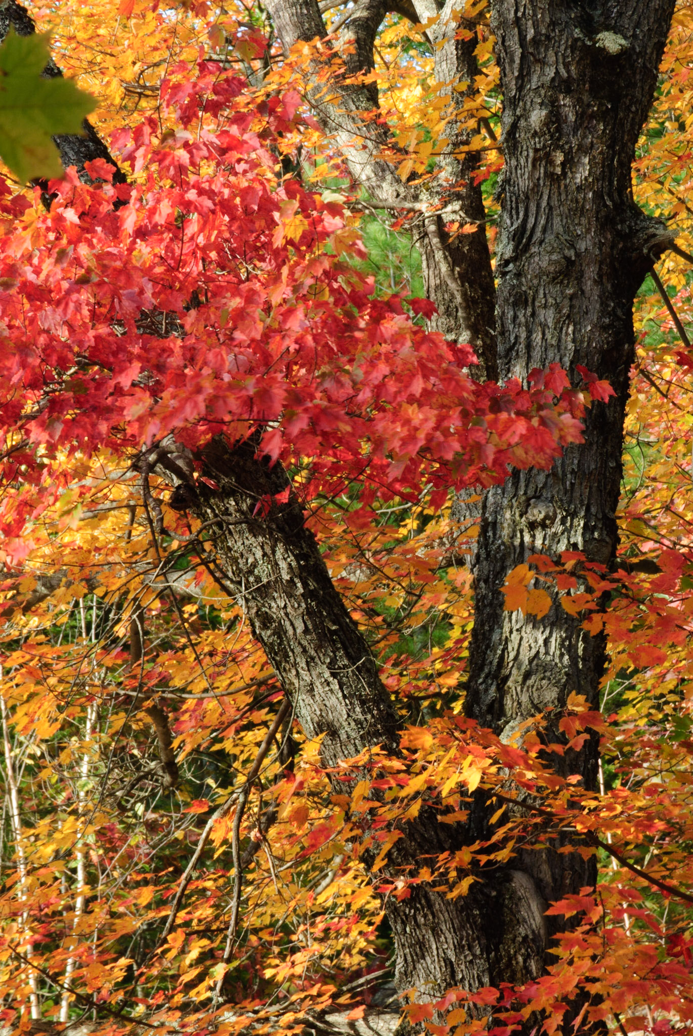 DTGD08625 Fall Color, NH