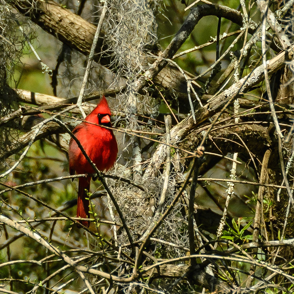 DTGD19799-Cardinal in Magnolia Gardens