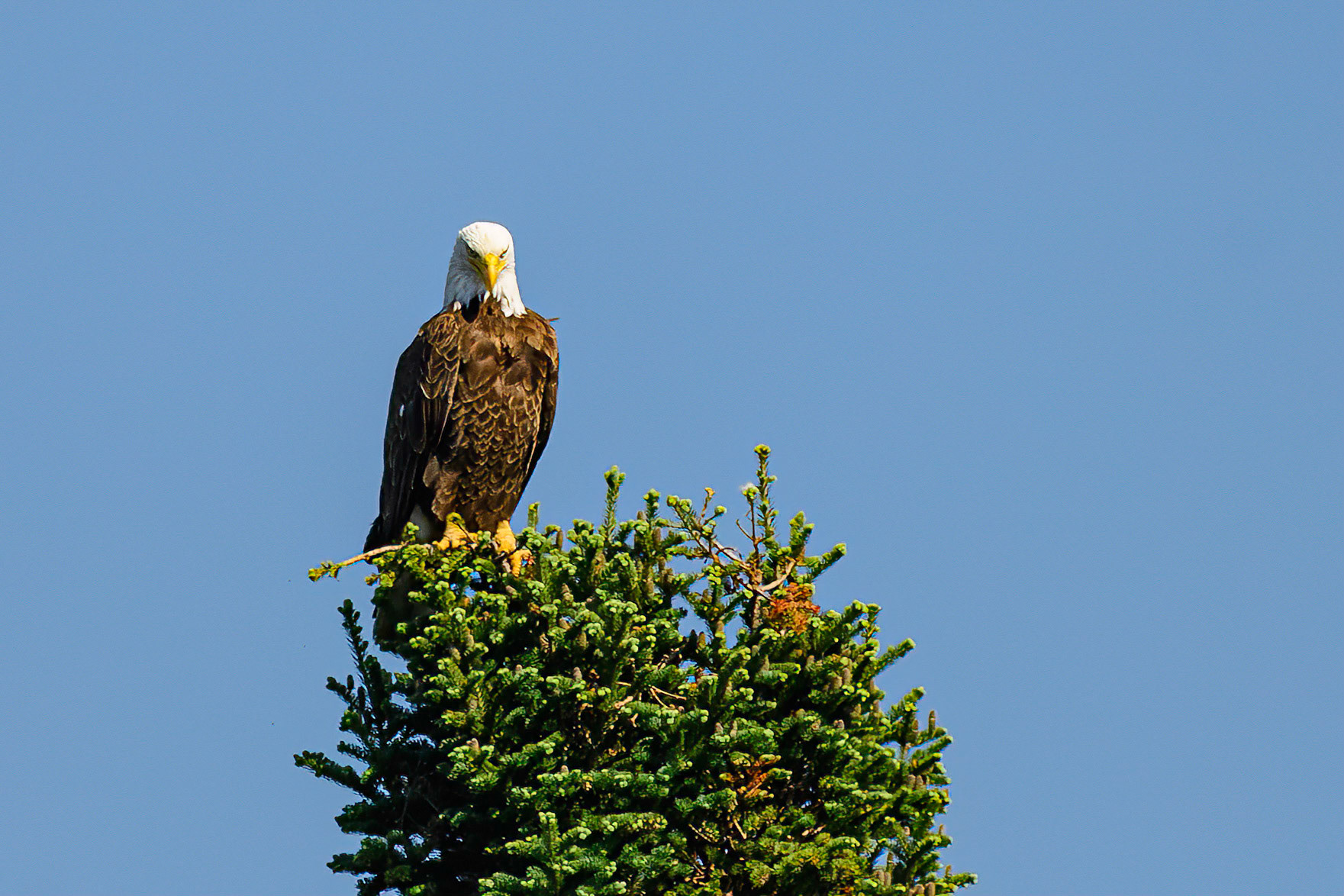 DTGD38053-Bald Eagle
