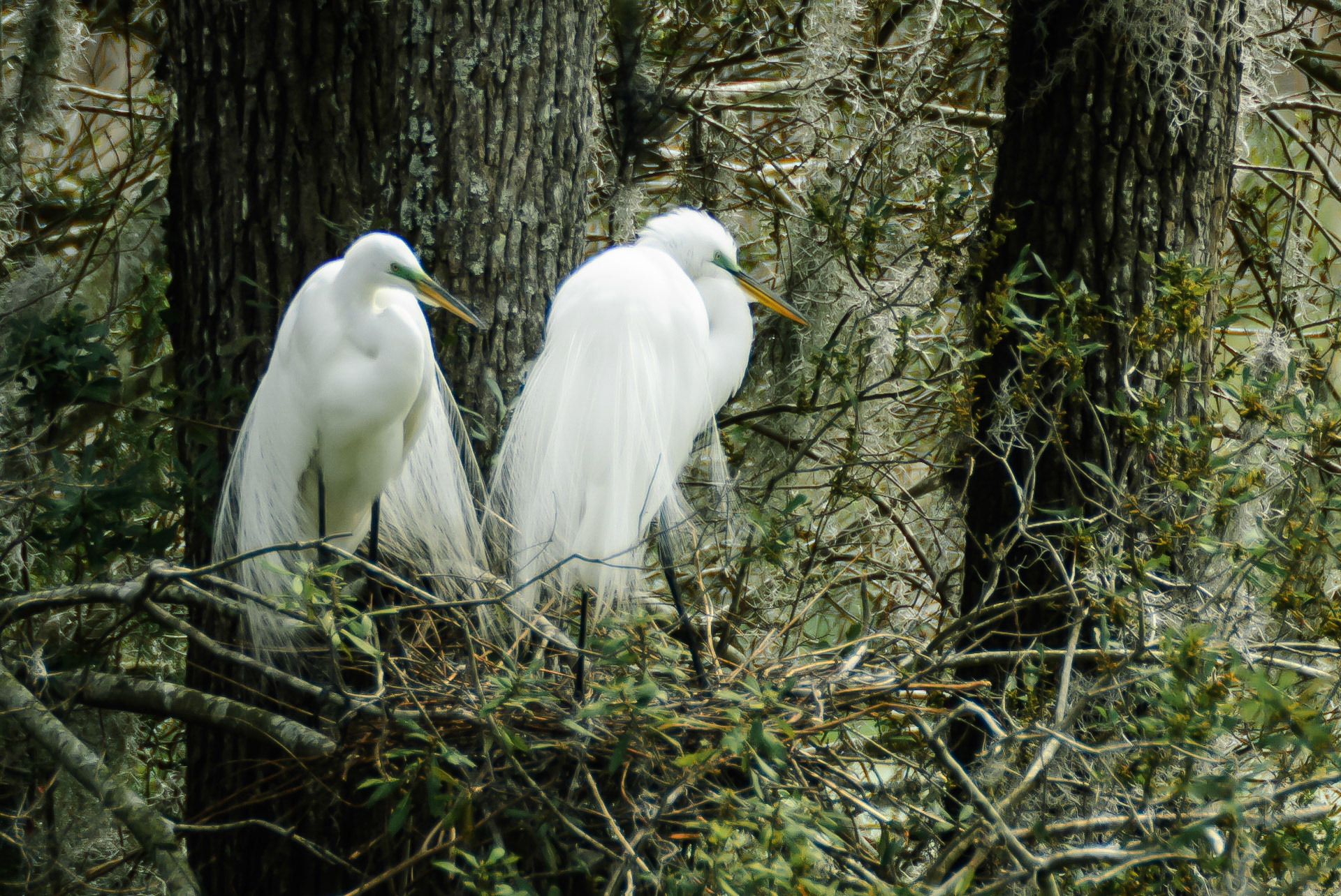 DTGD14598-Great White Egret