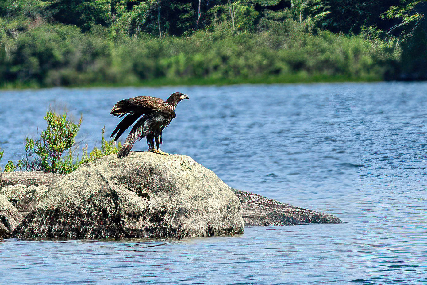 DTGD33018-Young Bald Eagle on Squam Lake