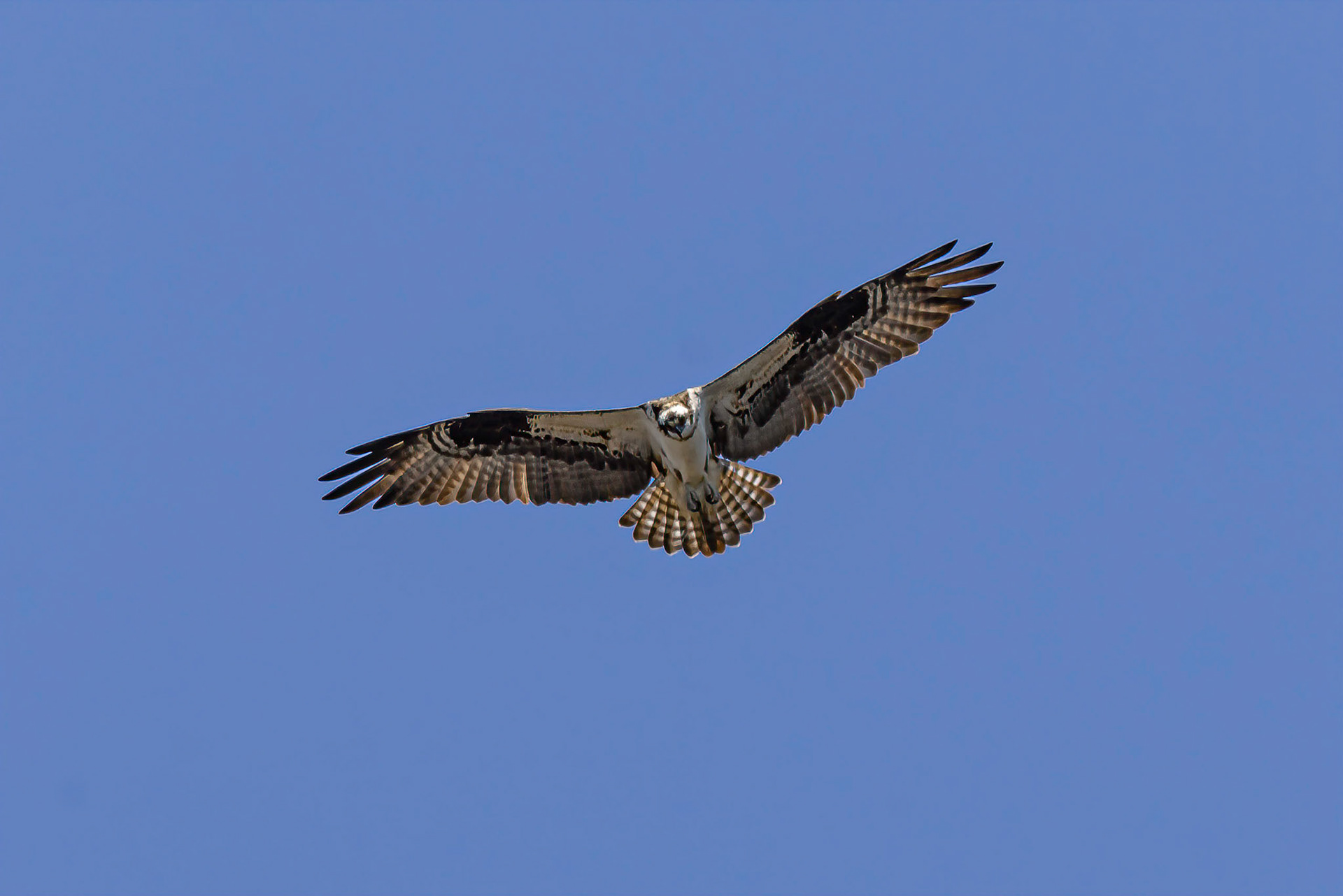 DTGD32524-Osprey looking for lunch.