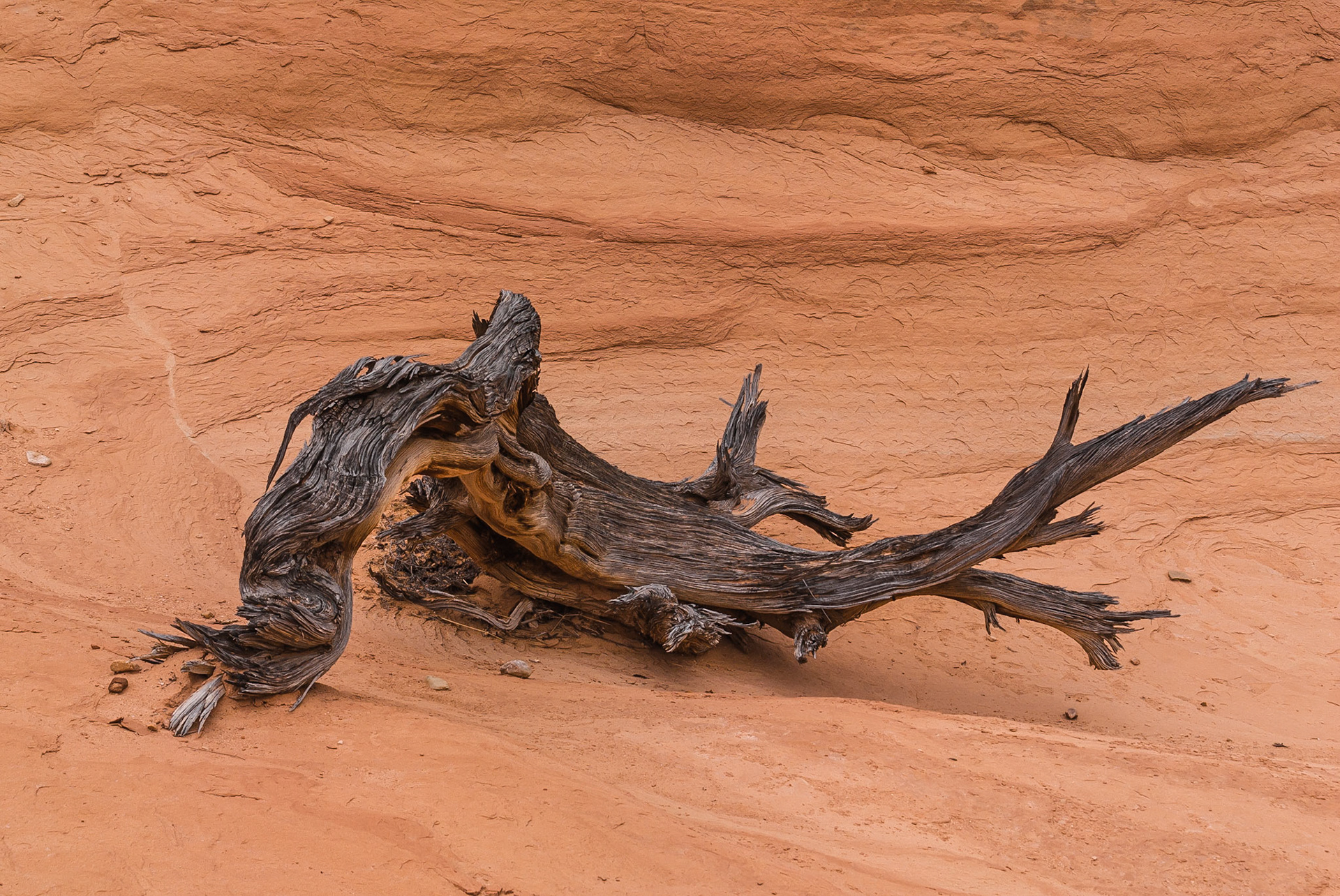 DTGD10433 Devils Garden, Piece of Old Juniper