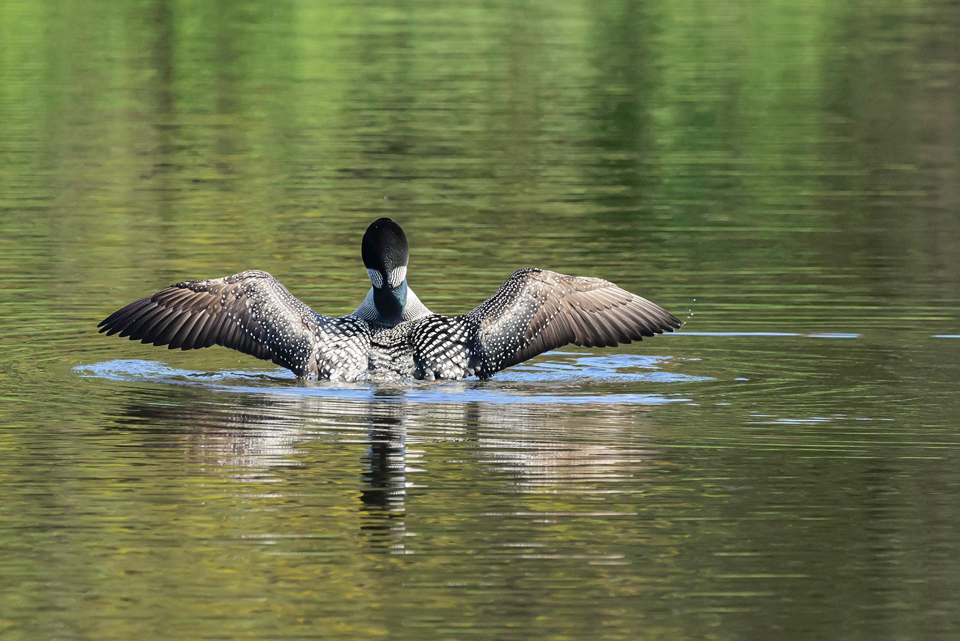 DTGD31342-Loon on the Androscoggin