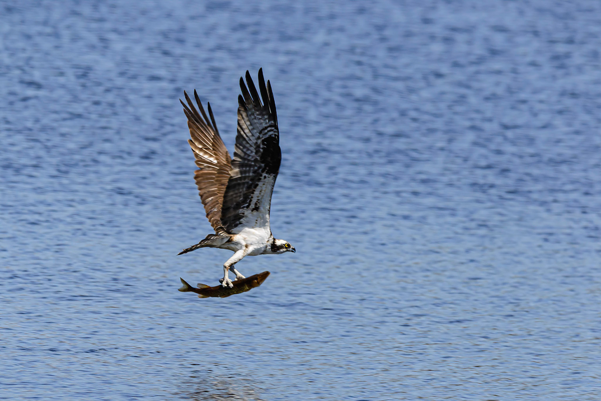DTGD32535-Osprey headed home with lunch
