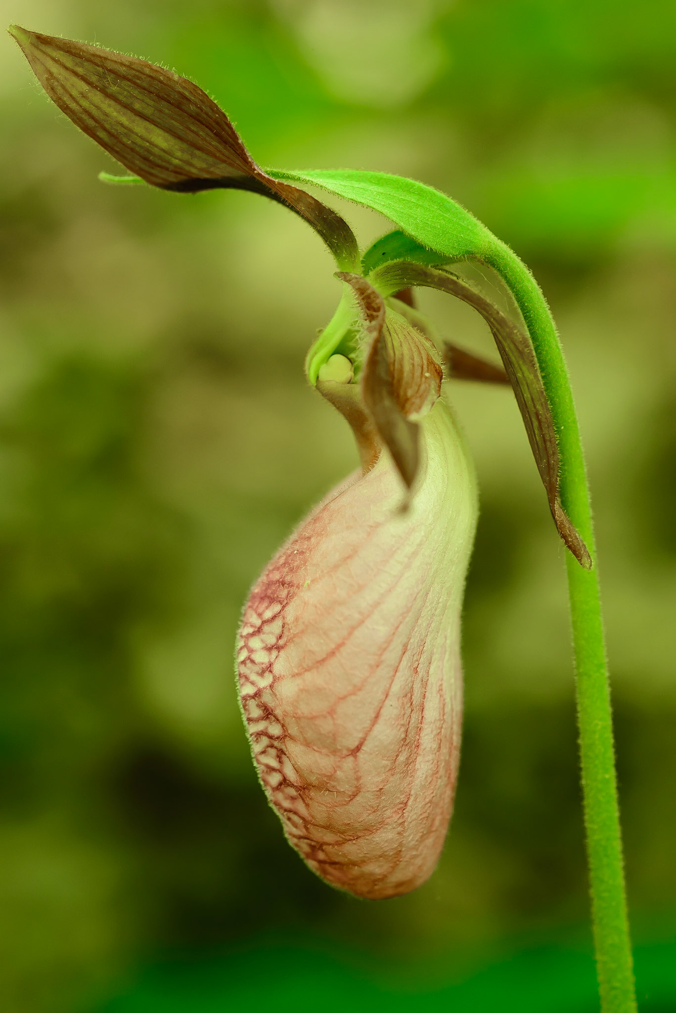DTGD17350 Lady Slipper