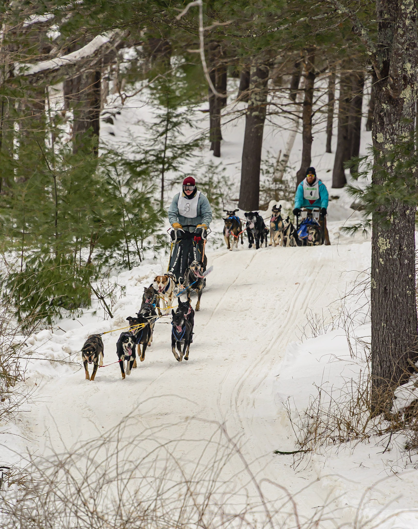 DTGD32297 Laconia, NH Sled Dog Races, 2020