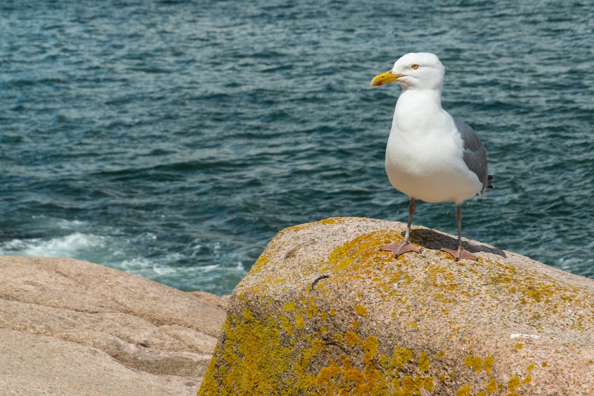 DTGD17457 Seagull in Acadia