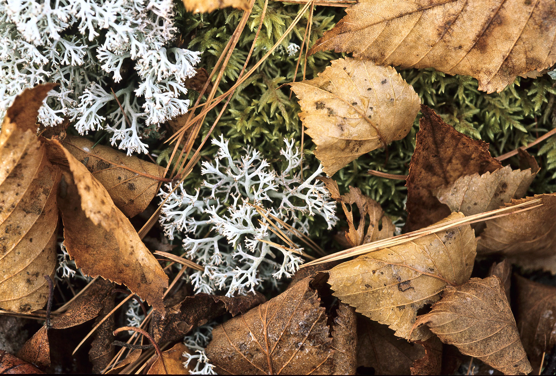 DTG00154 Fall Leaves