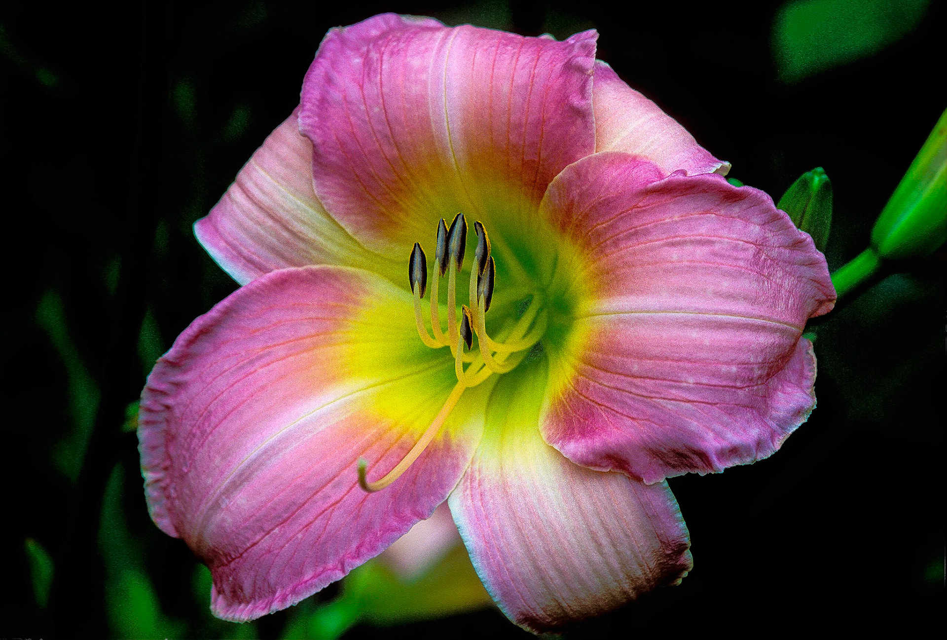 DTG00096 Purple Lily