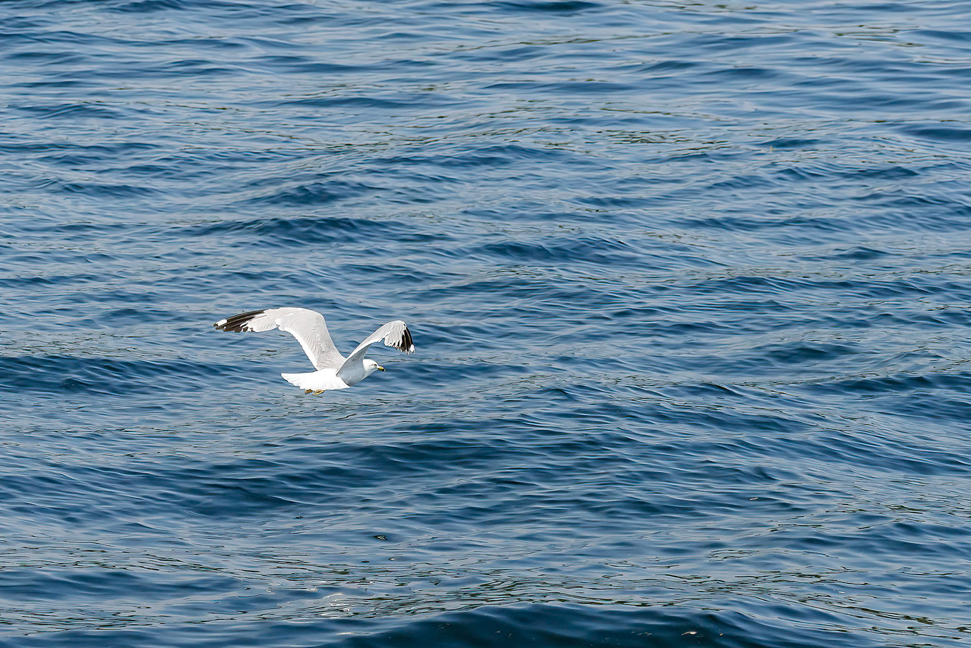 DTGD38227-Sea Gull