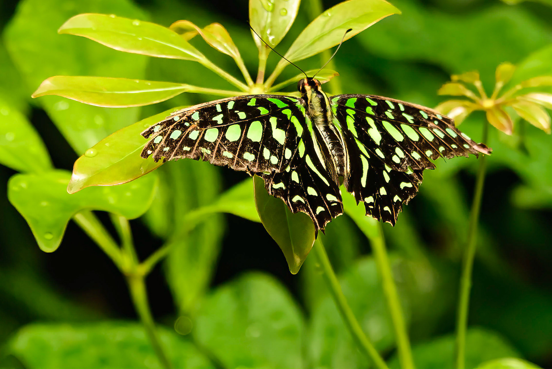 Tailed Jay, Asia