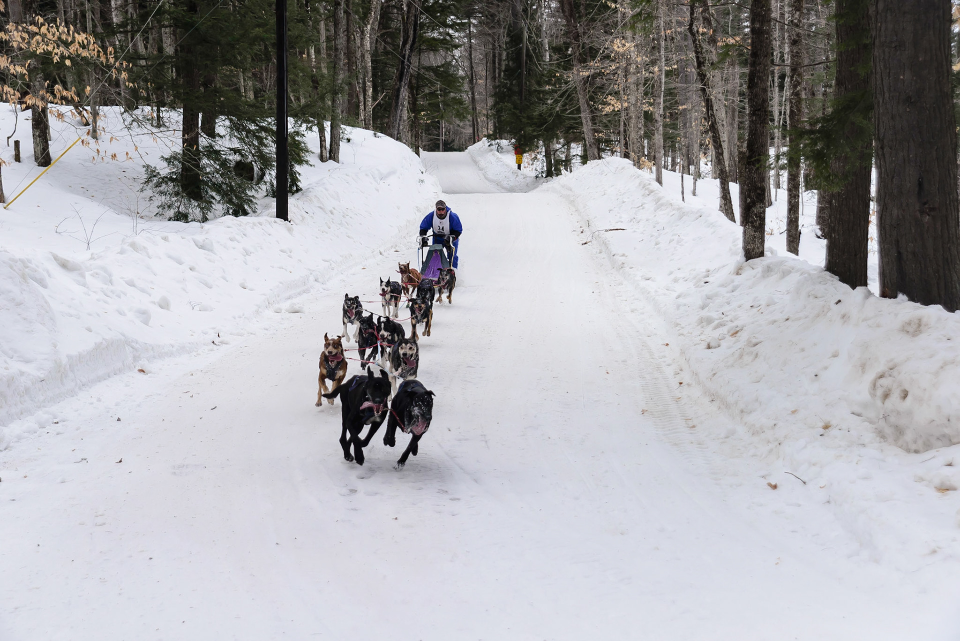 DTGD16893 Tamworth Sled Dog Races