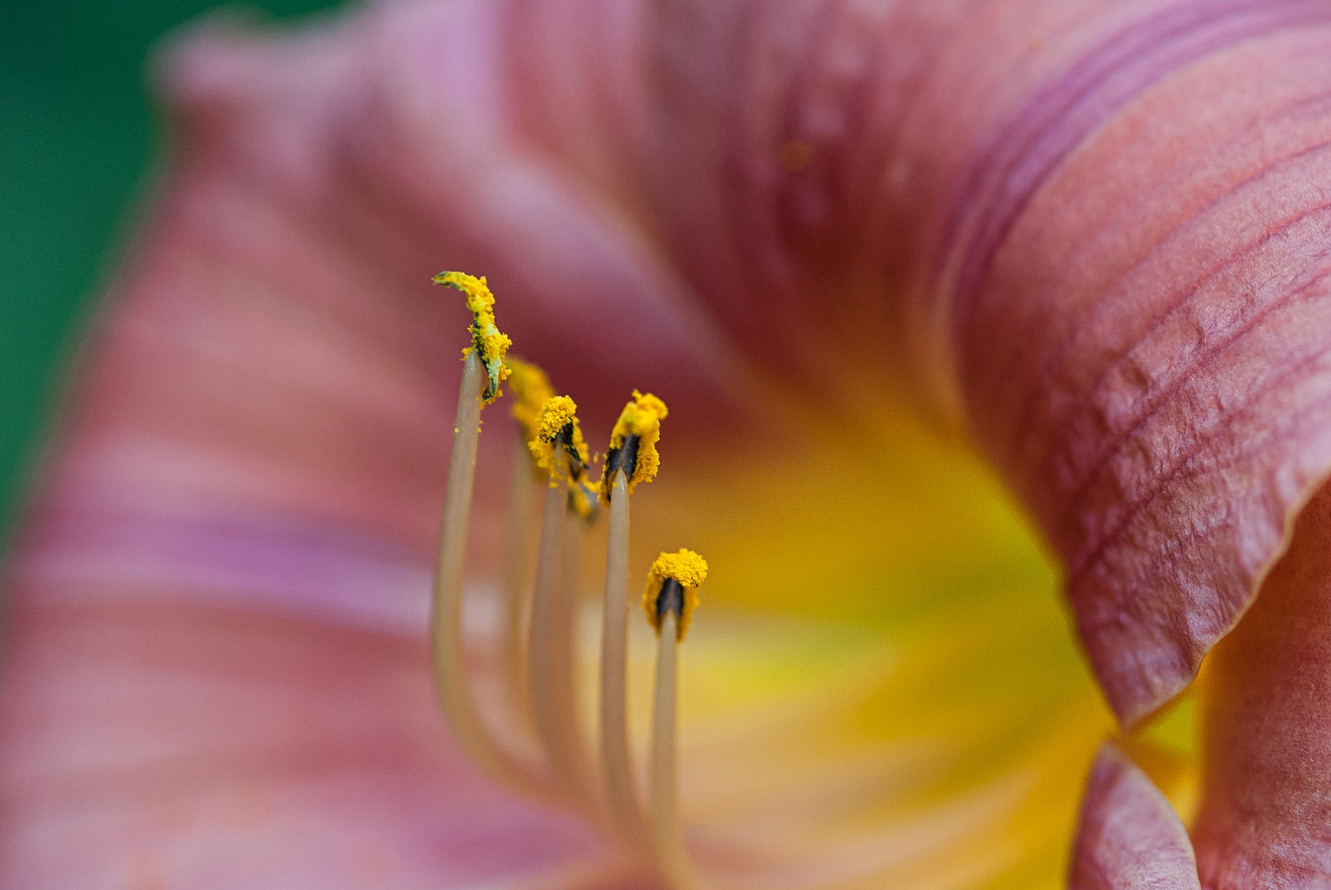 DTGD00348 Lilly Stramen