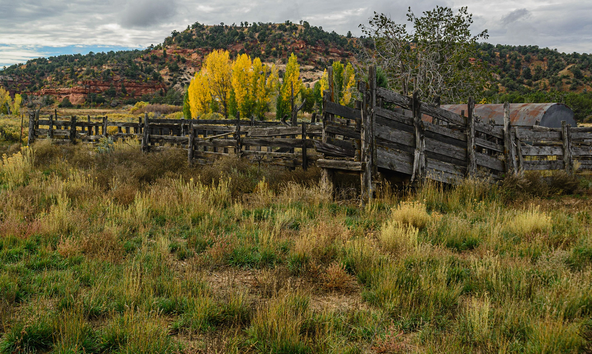 DTGD22496 Old coral in Johson Canyon, UT