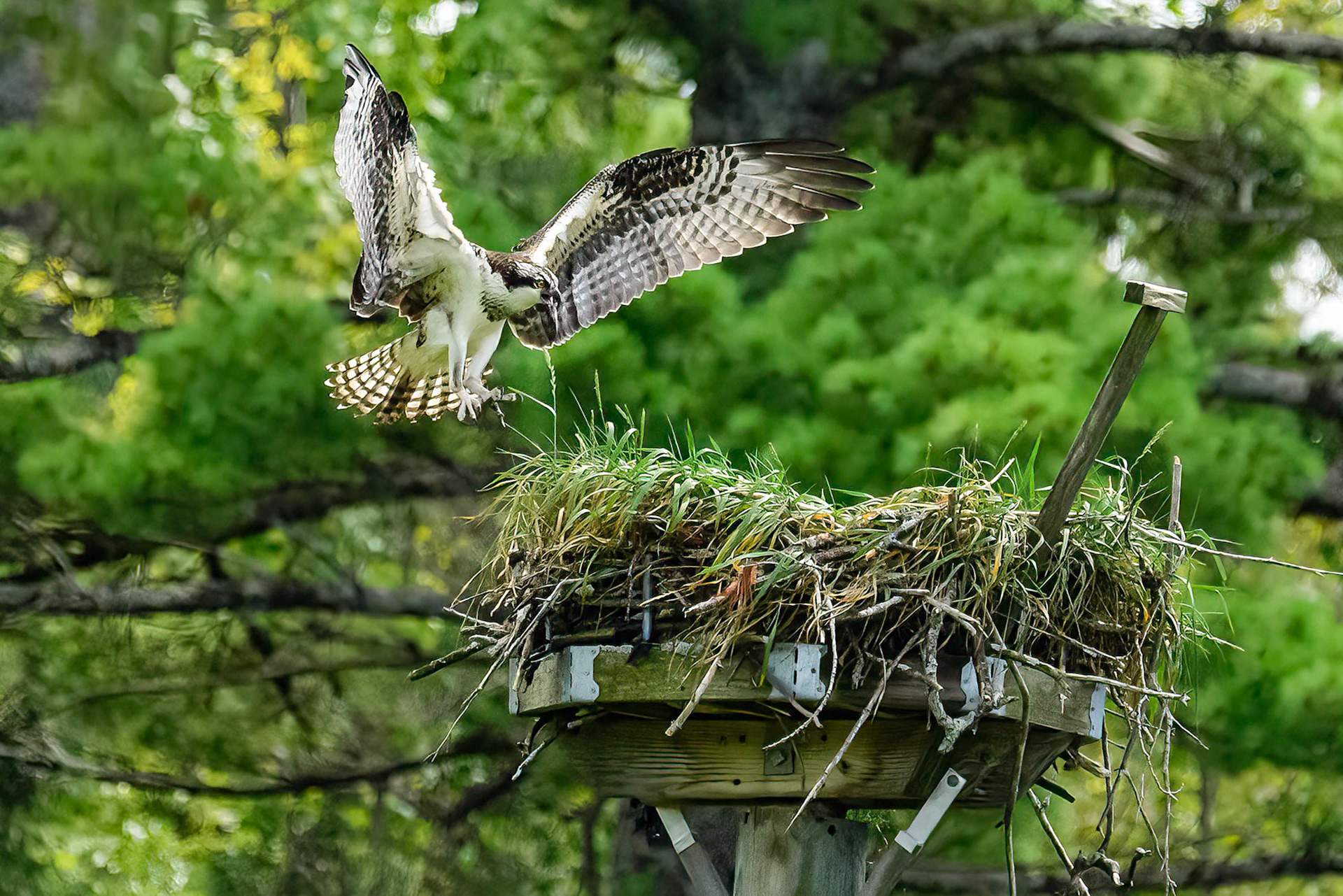 DTGD38282-Osprey
