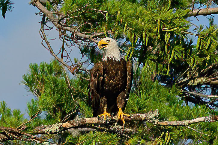 DTGD41332 Eagle on Winnipesaukee