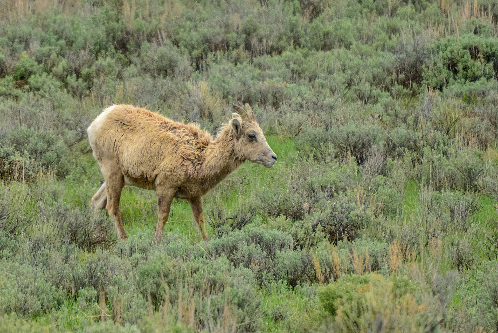 DTGD28326 Female Bighorn