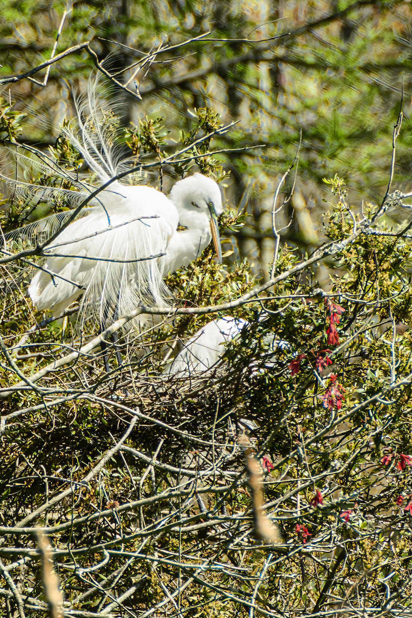 DTGD19764-Great Egret