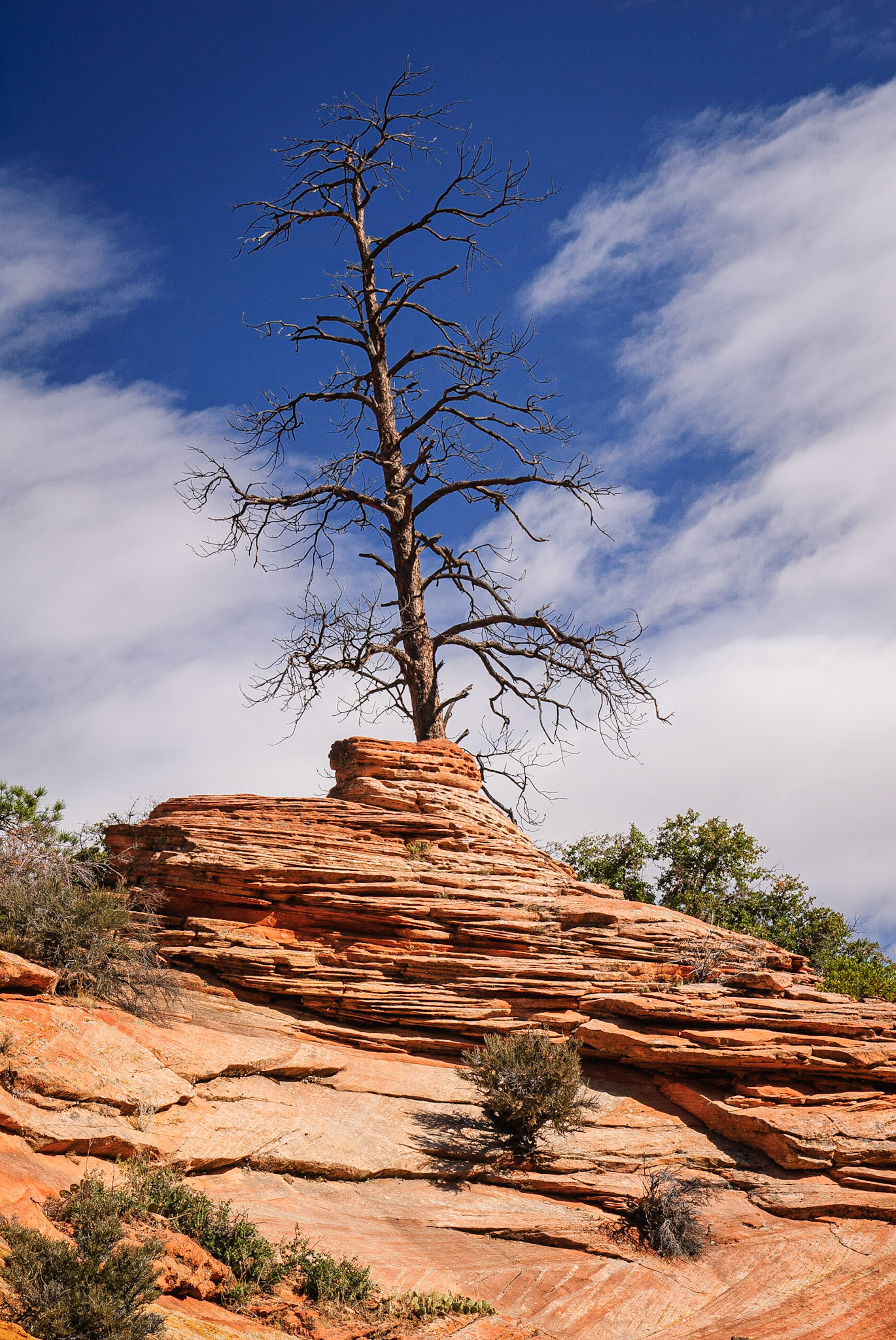 Solitary Dead Tree, Zion Nat'l Park