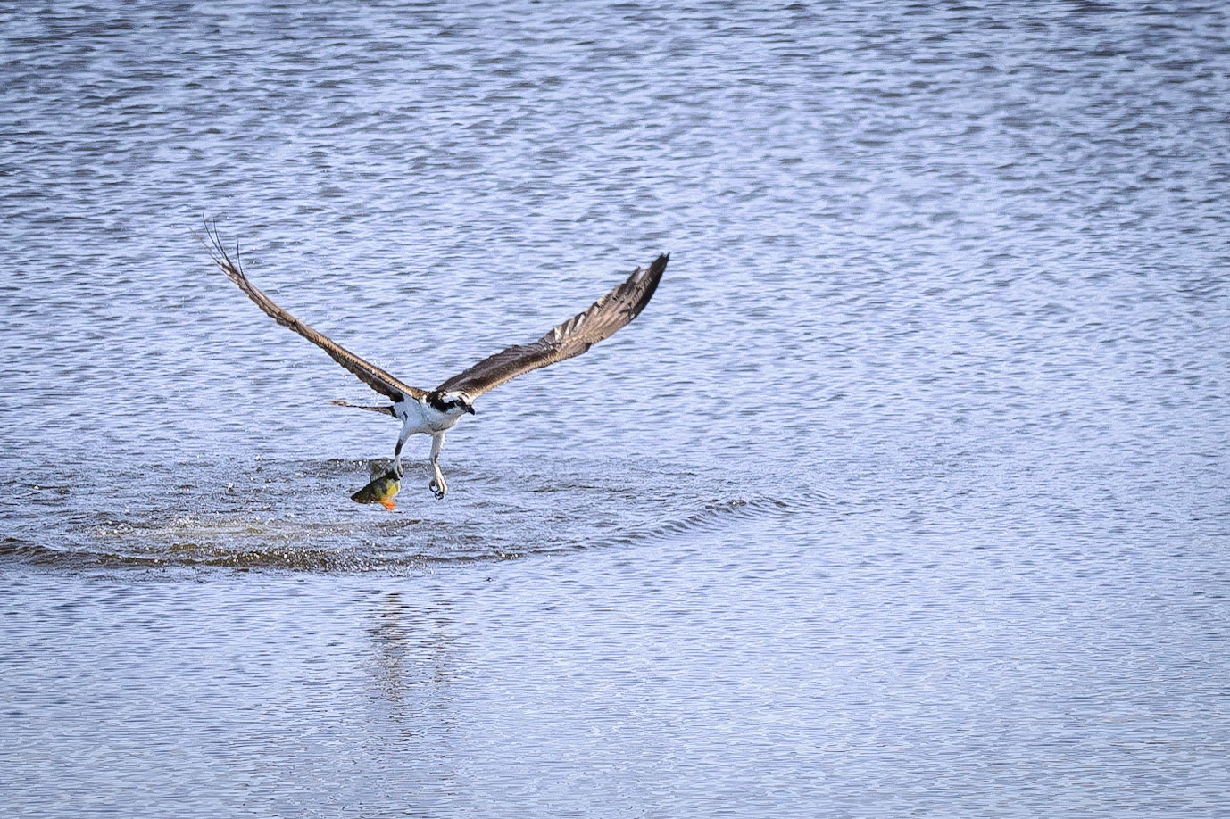 DTGD30588-Osprey catching lunch
