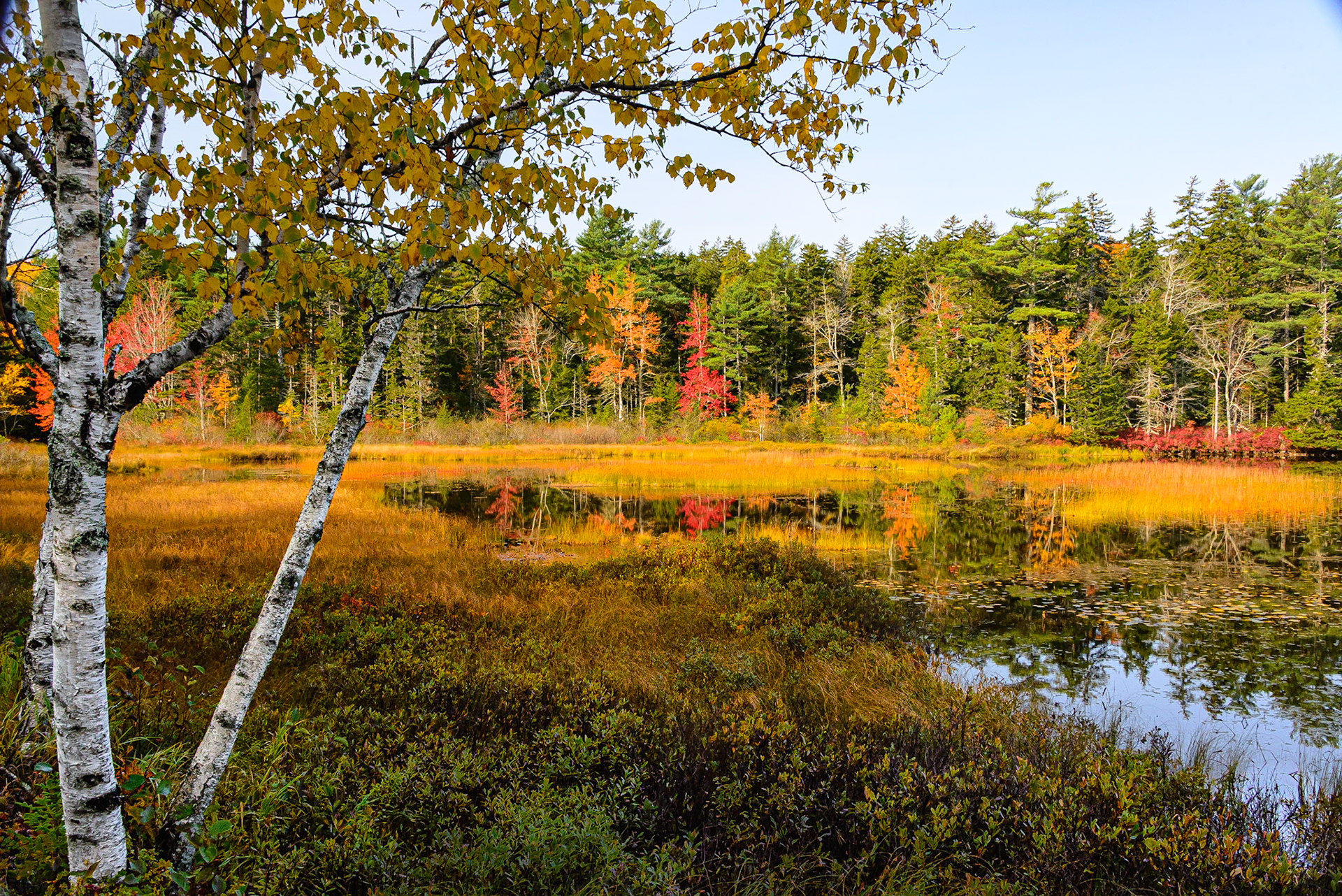 DTGD33884 Color on Acadia