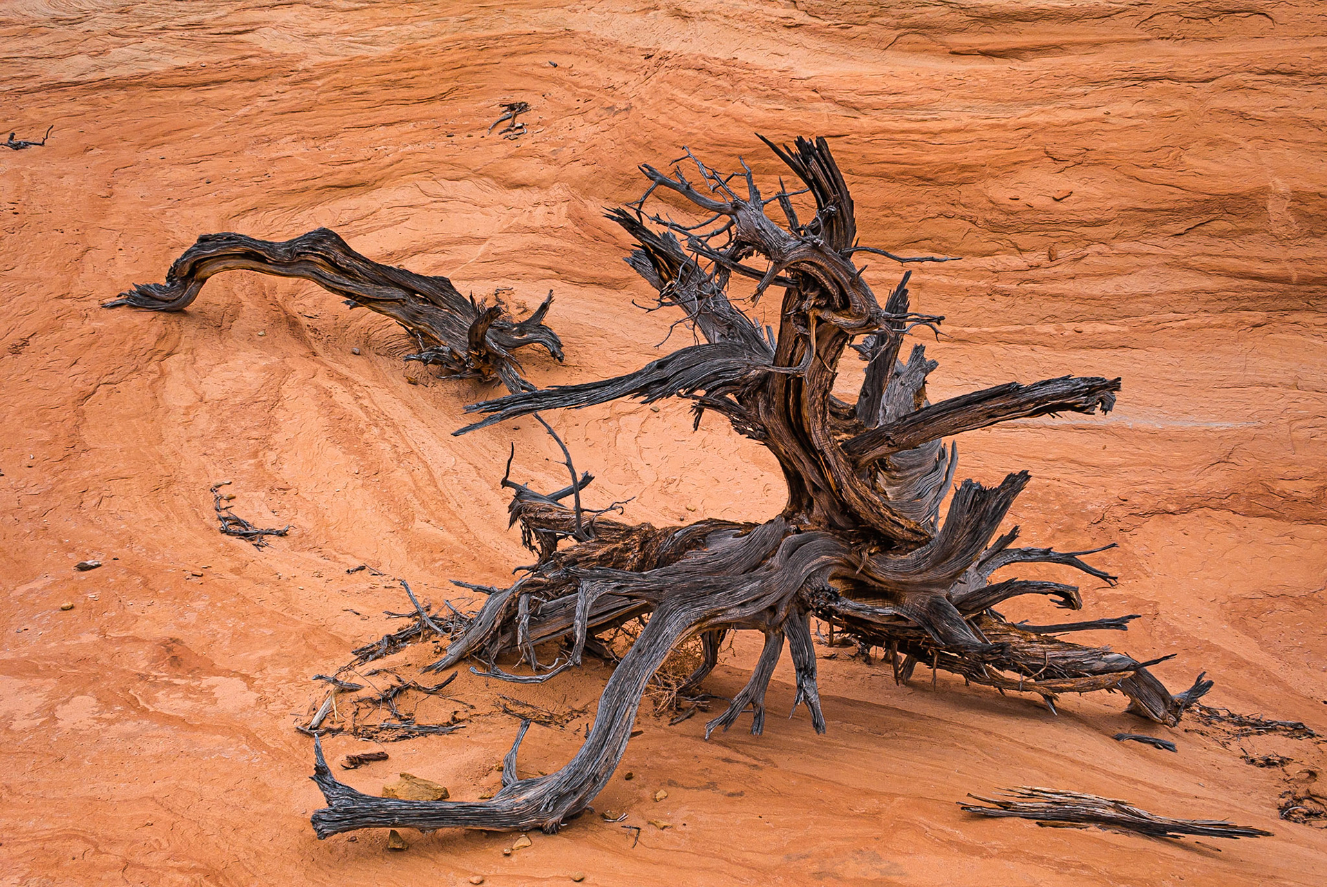 DTGD10442 Gnarled Old Tree, Devils Garden, Escalante, UT
