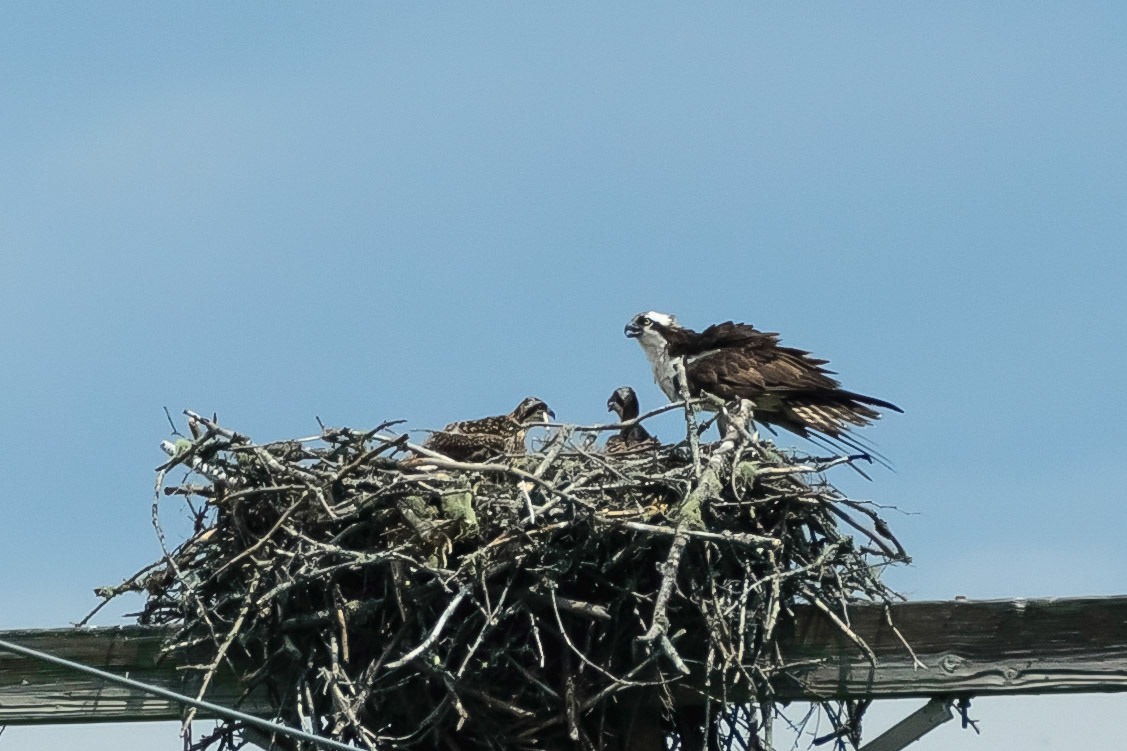 DTGD18001 Mom and Two Chicks