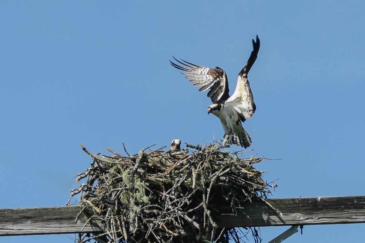 DTGD20179-Osprey returning to nest without dinner.