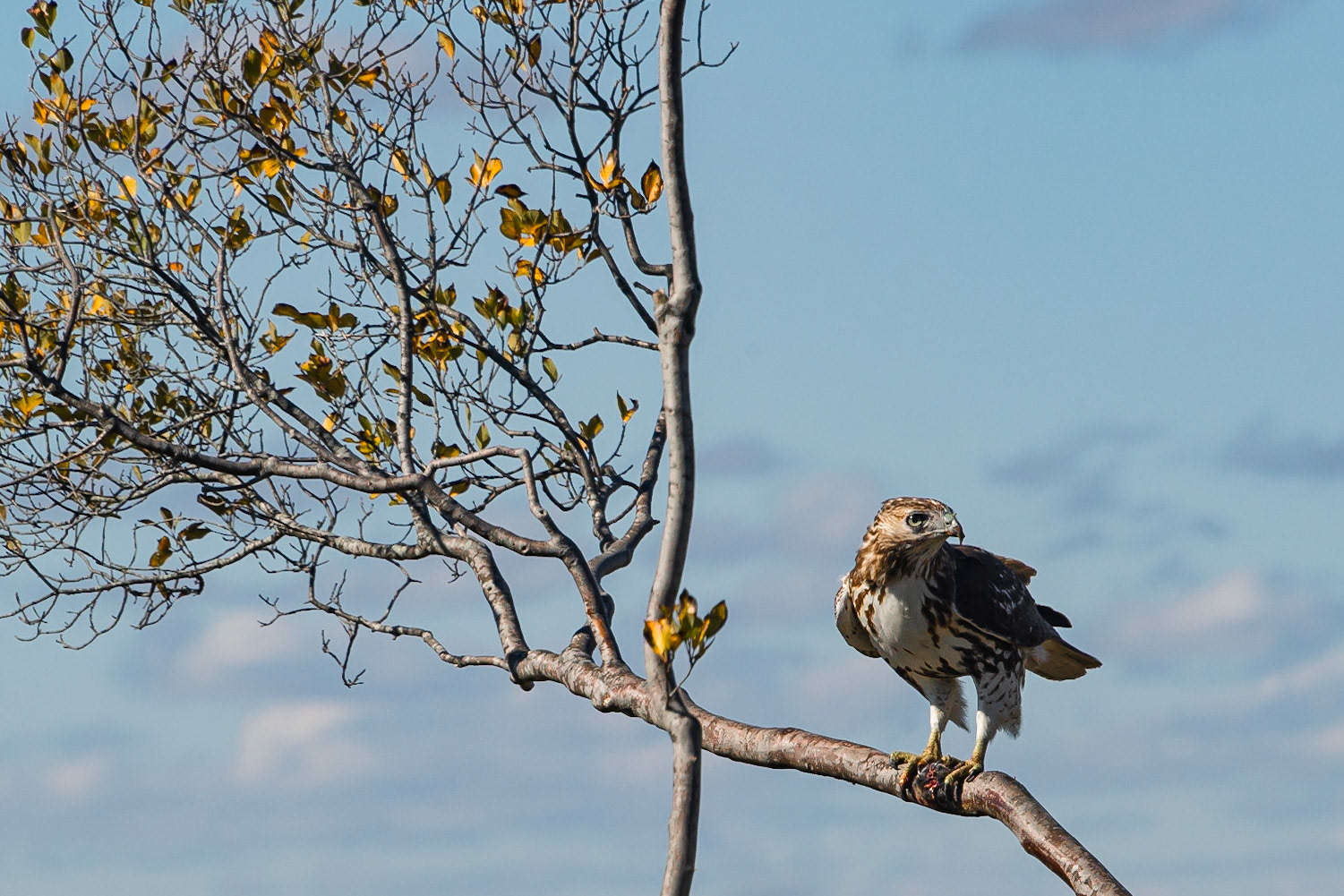 DTGD36905-Broad Winged Hawk