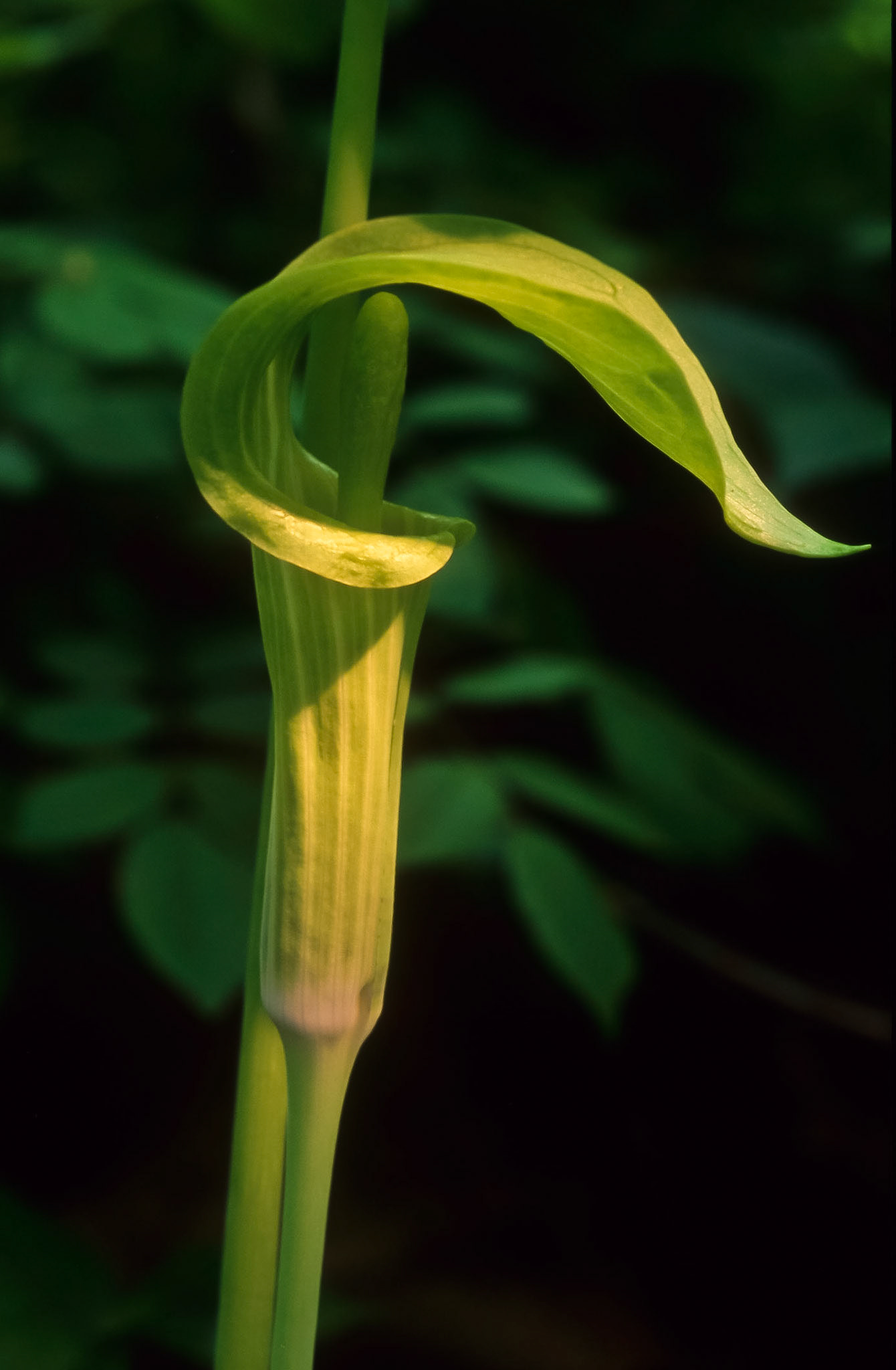 DTG05979 Jack-In-the-Pulpit