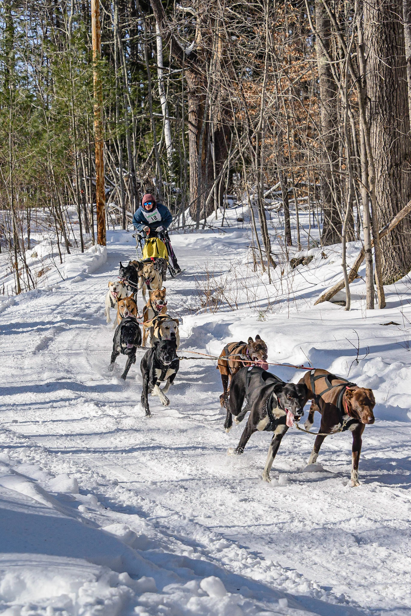 DTGD32290 Sled Dog Races