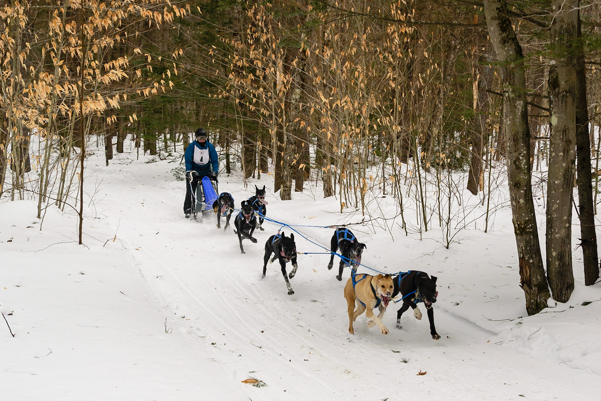 DTGD30204 Sled Dog Races, 2019