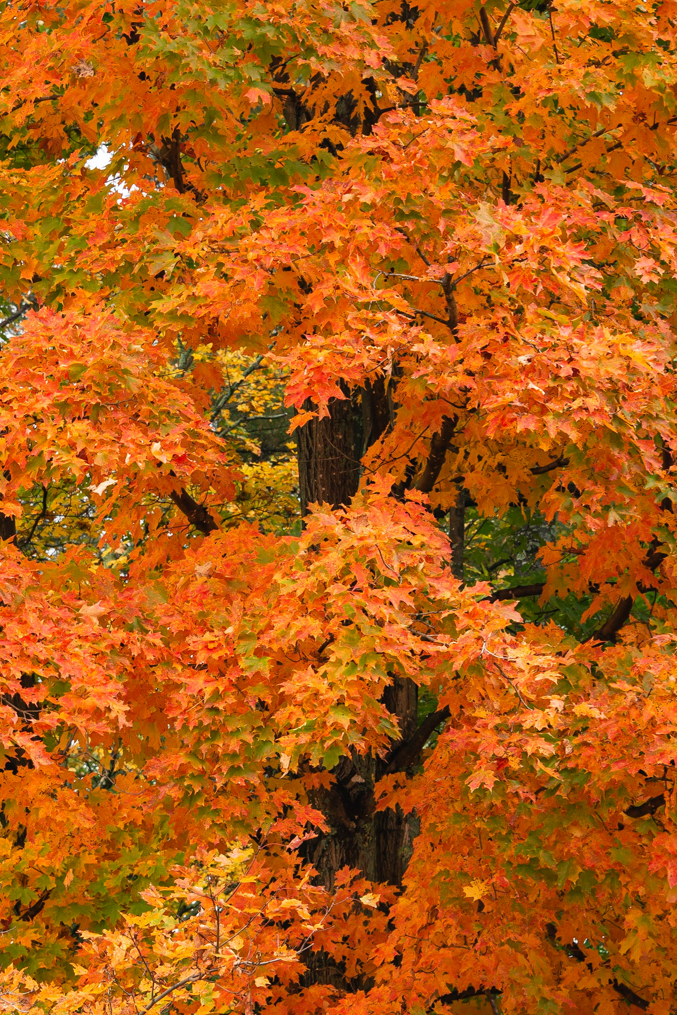 DTGD34928 Fall Color, NH