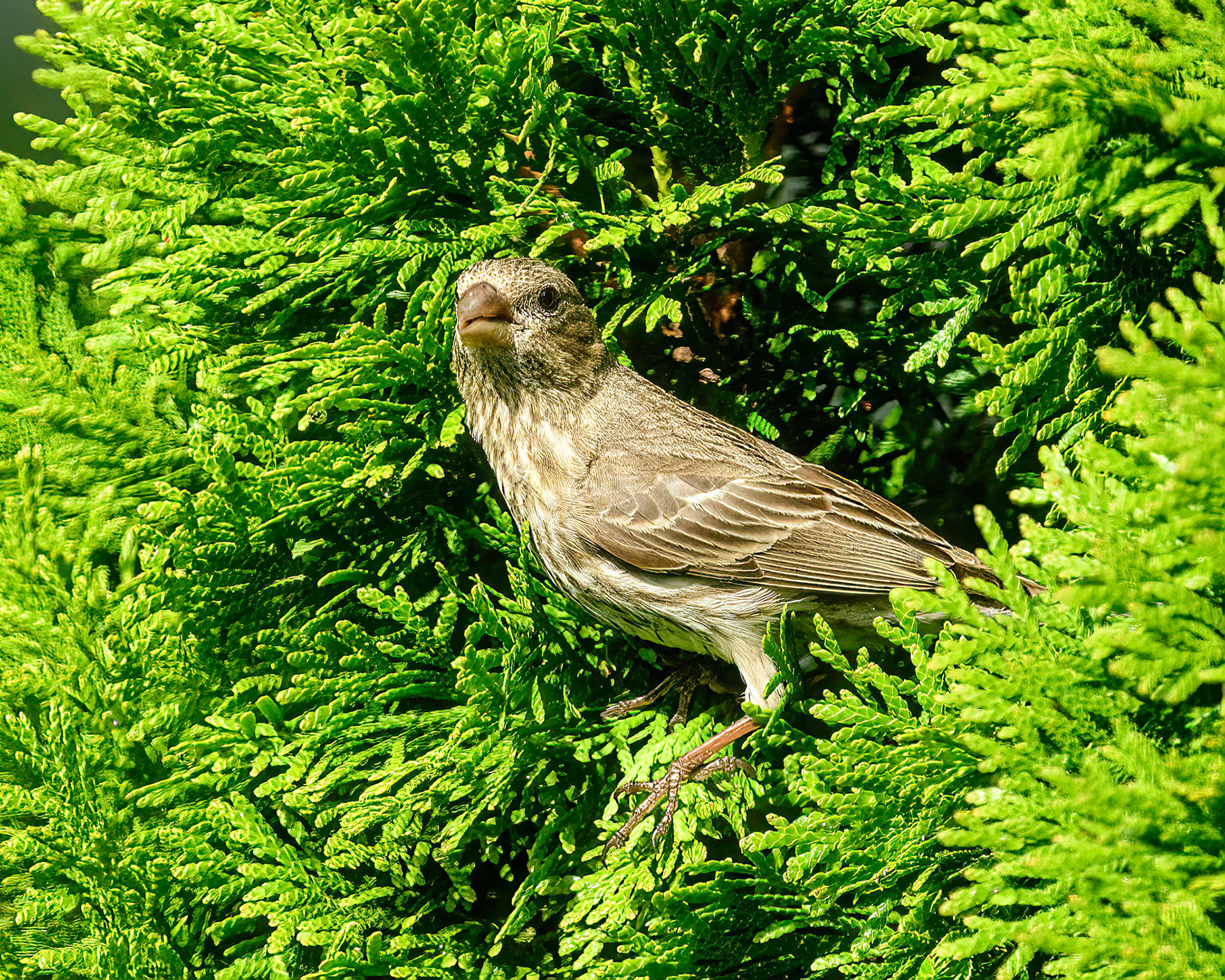 DTGD38161-Female House Finch