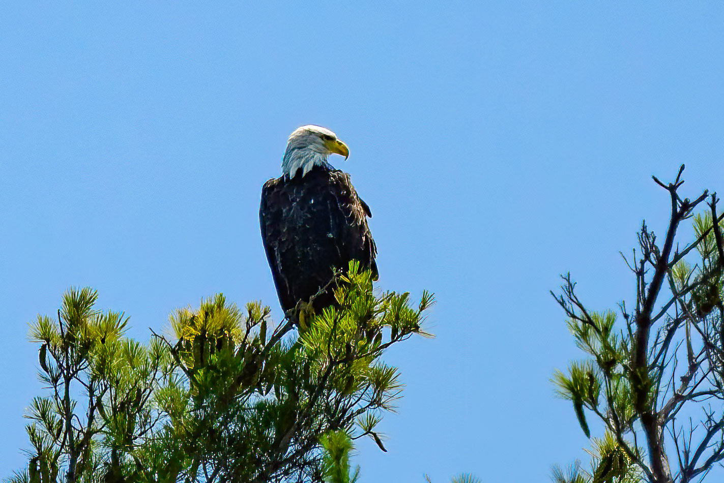 DTGD41468 Eagle on Squam Lake