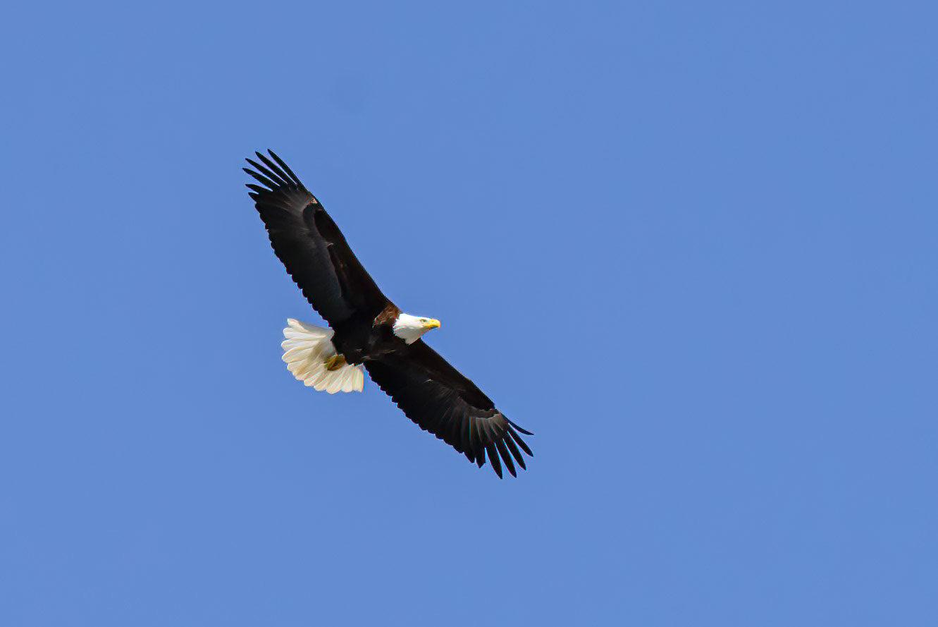 DTGD32413-Eagle over the river.